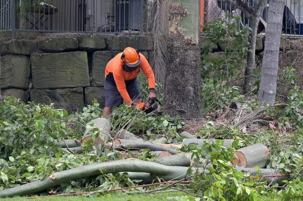 Dead Tree Removal in West Wyomissing, PA